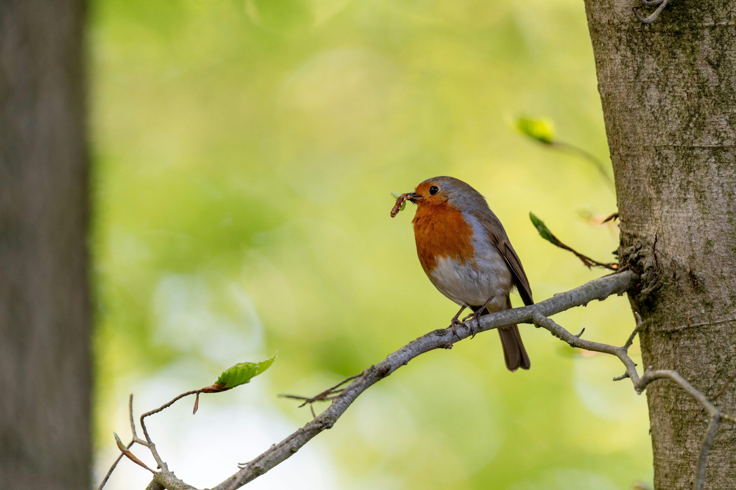 The early bird gets the (screw)worm